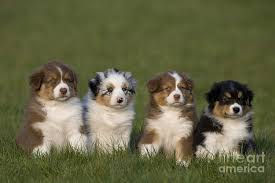 The australian shepherd club of america (asca) was established as the parent club for the breed in 1957. Australian Shepherd Puppies Photograph By Jean Louis Klein Marie Luce Hubert