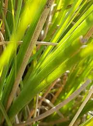 Image result for Elionurus muticus