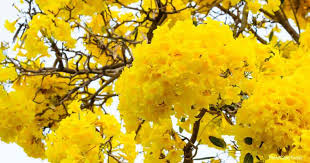 Tree with yellow flowers name. Tabebuia Tree Growing The Flowering Pink Yellow Tree