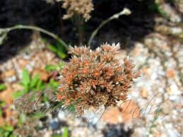 Image result for Polycarpaea corymbosa