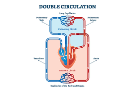 In this bodytomy article, we will take a look at a detailed diagram of a heart. Heart Circulatory System Diagram Parts Function For Kids