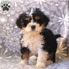 Our puppies are raised with love and care from our certified breeders. 28 Mini Bernedoodles Ideas Bernedoodle Puppy Bernedoodle Dogs