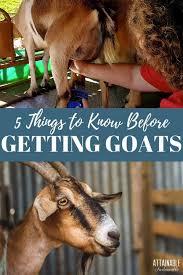 Getting Goats What You Need To Know Video Raising Farm Animals Goats Goat Milking