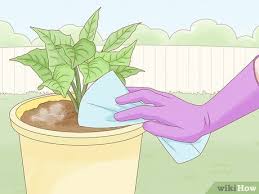 The christmas cactus bloom ranges from white to purple, depending on the type. 3 Ways To Get Rid Of Mold On Houseplants Wikihow