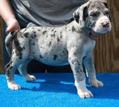You will need to pay attention to the right diet for dane puppies as they need large breed puppy food to ensure they don't grow too fast. Great Dane Puppies For Sale Colorado Springs Co 78216