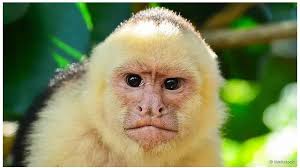 Wajah dapat kelabuhi kepribadian dan kesehatan