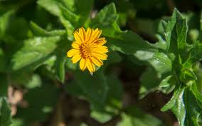 Image result for Sphagneticola trilobata