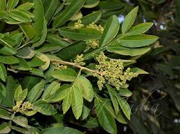 Image result for Sapindus saponaria