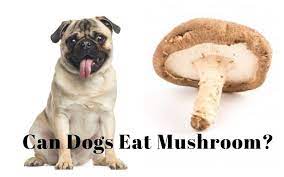 As mentioned most edible mushrooms are not toxic to dogs, however, when you add them to foods they can come into contact with spices and other foods such as. Can Dogs Eat Mushrooms List Of Mushrooms That Are Safe For Dogs