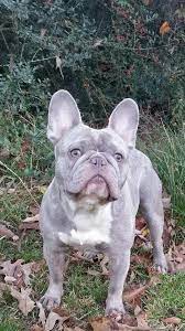 The color lilac in french bulldogs could most accurately be described as a cross. Gorg Lilac French Bulldog Cute Animals French Bulldog Lilac French Bulldog