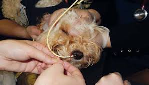 Nasal cannulae (nc) are mainly used to deliver supplemental oxygen. How To Place Commonly Used Feeding Tubes In Dogs And Cats The Veterinary Nurse