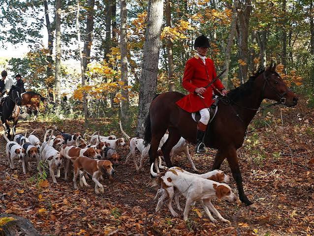 85% of the British public are opposed to repealing fox hunting ban, poll reveals | The Independent | The Independent