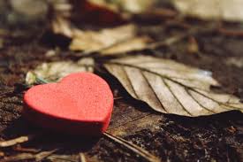 We offer an extraordinary number of hd images that will instantly freshen up your smartphone or computer. 8 000 Best Broken Heart Photos 100 Free Download Pexels Stock Photos