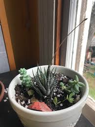 How much water for a lopho? My Zebra Cactus Has A Little Flower Coming In Succulents