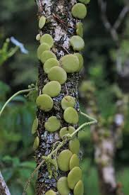 Image result for Pyrrosia