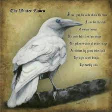White Raven Crows Ravens Raven Art Raven