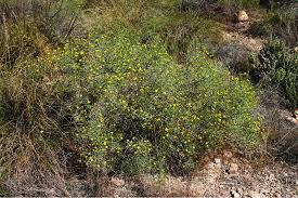 Image result for Launaea