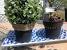 Plastic Pot Decoration Ideas