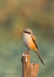 Birds That Cannot Fly In India Long Tailed Shrike Rajkot India Birds Animals Beautiful Animals
