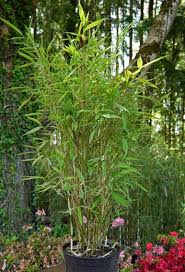 Markant und bereichernd sind diese bambusarten auch als solitärpflanzen im garten. Kleiner Gartenbambus Fargesia Murielae Mini