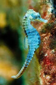 Seahorse Beautiful Sea Creatures Underwater Animals Sea Animals
