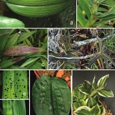 Image result for Liparis killmanniae