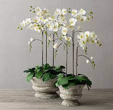 Alternate View 1 Orchids Orchid Arrangements Beautiful Orchids