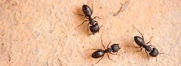 Swarmers are not produced until the colony is more than two years old. How To Get Rid Of Carpenter Ants Ehrlich Pest Control