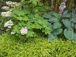 Image result for Luzula abyssinica