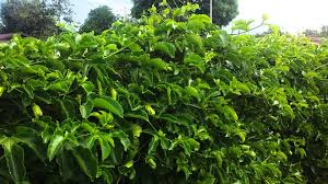 Sep 11, 2017 · take out the weeds around the plant regularly. Passionate About Passionfruit Palmers Garden Centre