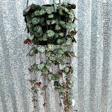 Image result for Ceropegia pygmaea