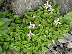 Image result for Lobelia chireensis