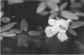 Image result for Suaeda merxmuelleri