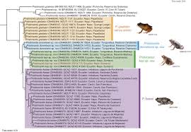 Image result for Pristimantis gladiator