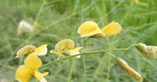 Image result for Sesbania bispinosa