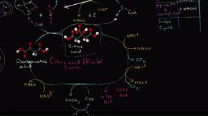 The carriers for energy and high energy. Overview Of Cellular Respiration Video Khan Academy