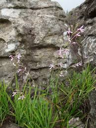 Image result for Radinosiphon leptostachya