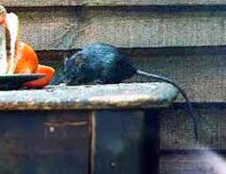 Tikus Definition And Synonyms Of Tikus In The Malay Dictionary
