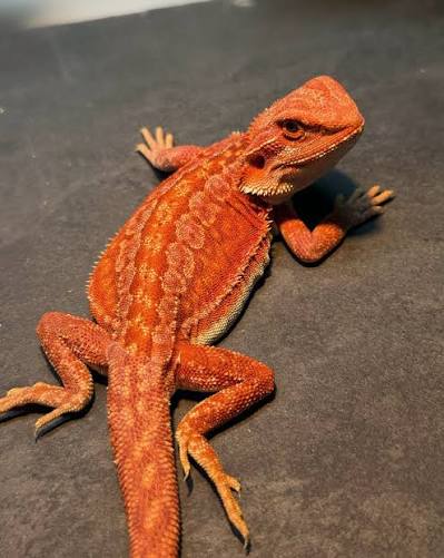 High Desert Dragons | Doing some cleaning and thought I would shoot a video  of this one. Definitely one of my favorites! #dunner #dunnerstunner # beardeddragon | Instagram