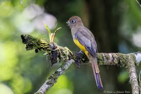 Image result for Tetrapogon tenellus