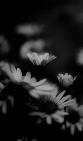 Aesthetic Black And White Flower Background 15 Ideas For Flowers Photography Dark Black White Black Aesthetic Wallpaper Black And White Flowers Black And White Aesthetic