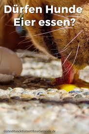 Pin Auf Hunde Ernahrung