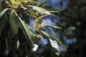 Image result for Breonadia