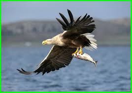 Burung rajawali terbang melawan arah angin dan semakin besar angin akan membuat ia terbang semakin tinggi. 7 Burung Elang Terbesar Dan Terkuat Di Dunia Daftarhewan Com