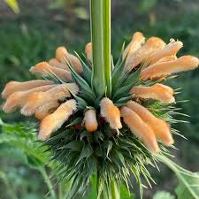 Image result for Leonotis nepetifolia