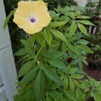 Image result for Ipomoea tuberculata