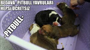 Kopeklere Tuvalet Egitimi Hayir Komutu Temel Itaat Egitimi Nasil Verilir Kopek Egitimi Youtube