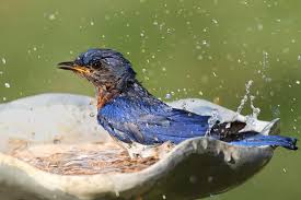 All year gardening how to videos show you how to make a bird feeder. Attract Birds With These Simple Strategies 2021 Bird Watching Hq