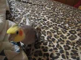 If your breeder was feeding principally seeds and you. 27 Birds Ideas Cockatiel Budgies Pet Birds