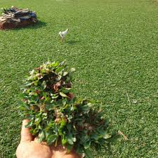 Bintangg rumput taman menjual berbagai macam jenis rumput hias, dengan harga murah dan berkualitas tinggi. Harga Rumput Taman Terbaik Taman Perlengkapan Rumah Juli 2021 Shopee Indonesia